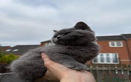 British Shorthair cats for sale: Beautiful Blue British Shorthair Kittens - Image 25