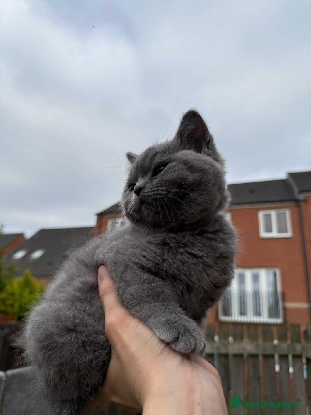 British Shorthair cats for sale: Beautiful Blue British Shorthair Kittens - Image 25