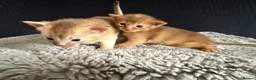 Abyssinian cats for sale: TICA reg rarest colours Aby kittens boys and girls - Advert 5
