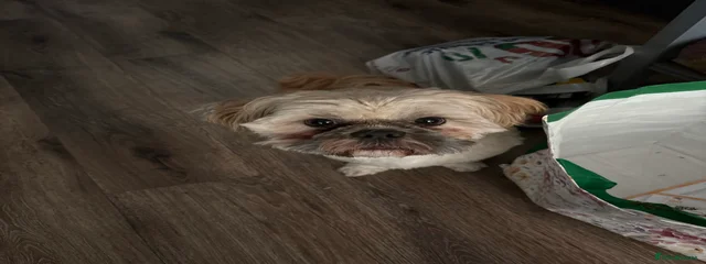 Douglas
