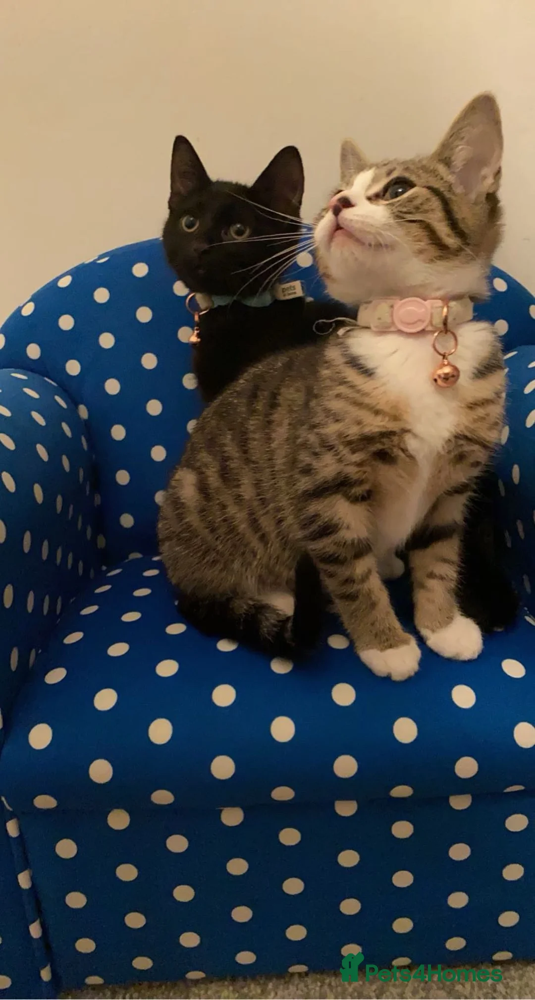 Mixed Breed cats for sale: Brother and sister  in Bridgend - Advert 2