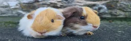 Guinea Pig rodents for sale: Male guinea pigs sheltie and short coated - Advert 4