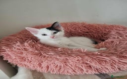 Mixed Breed cats for sale: Ragdoll mix kitten  - Advert 4