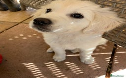 Golden Retriever dogs for sale: Beautiful Golden Retriever girl - Image 5