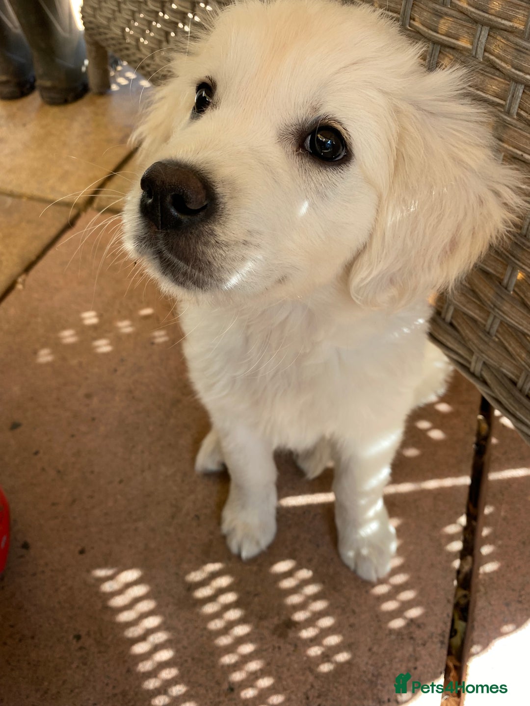 Golden Retriever dogs for sale: Beautiful Golden Retriever girl - Image 5