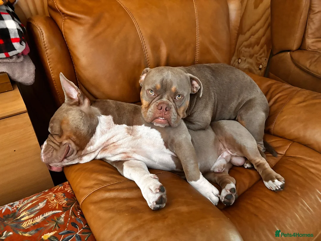 American Bulldog dogs for sale: Two sweethearts looking for a friend for life! - Advert 2