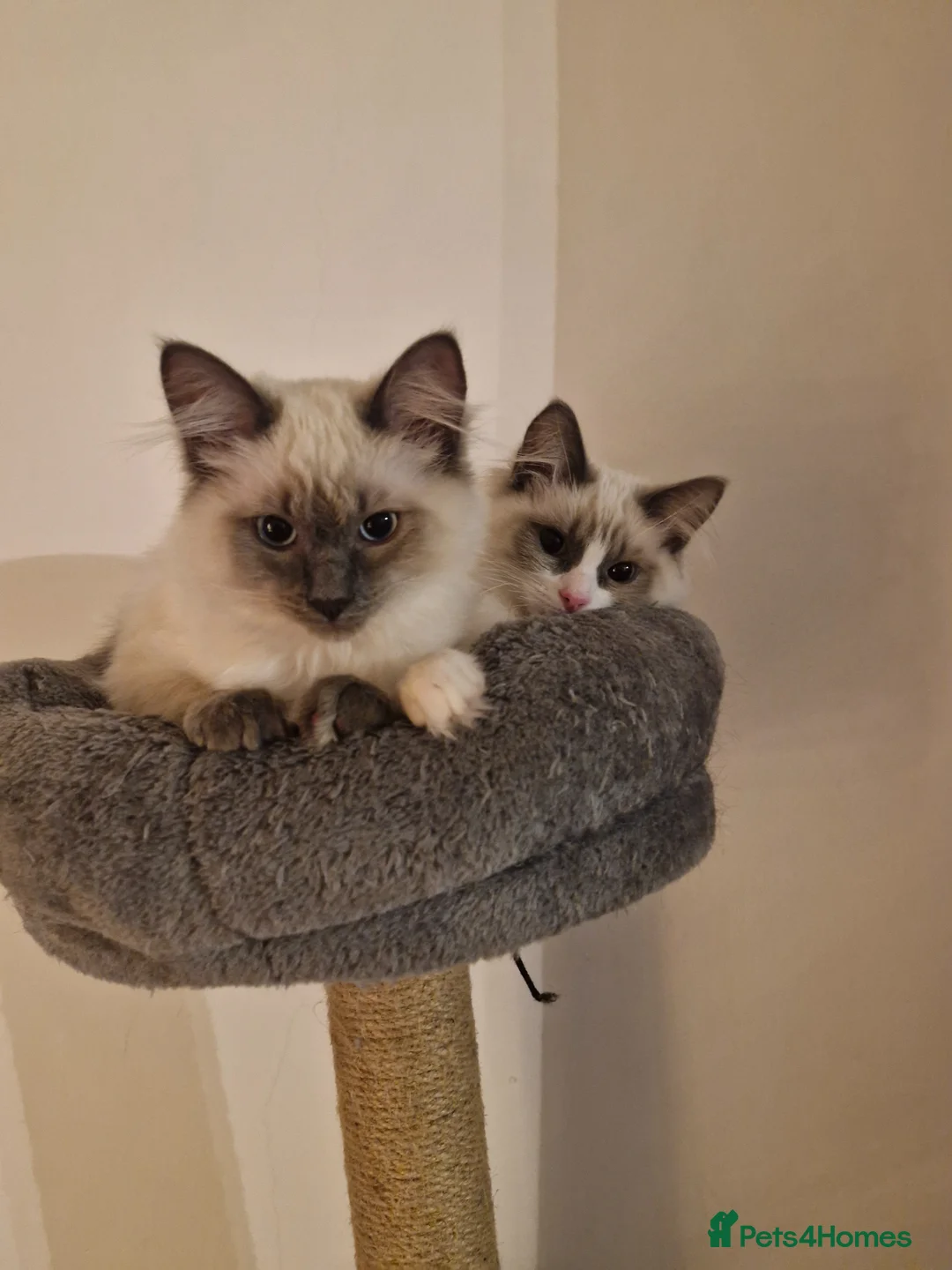Ragdoll cats for sale: Two Ragdolls brothers looking for a loving home - Advert 1