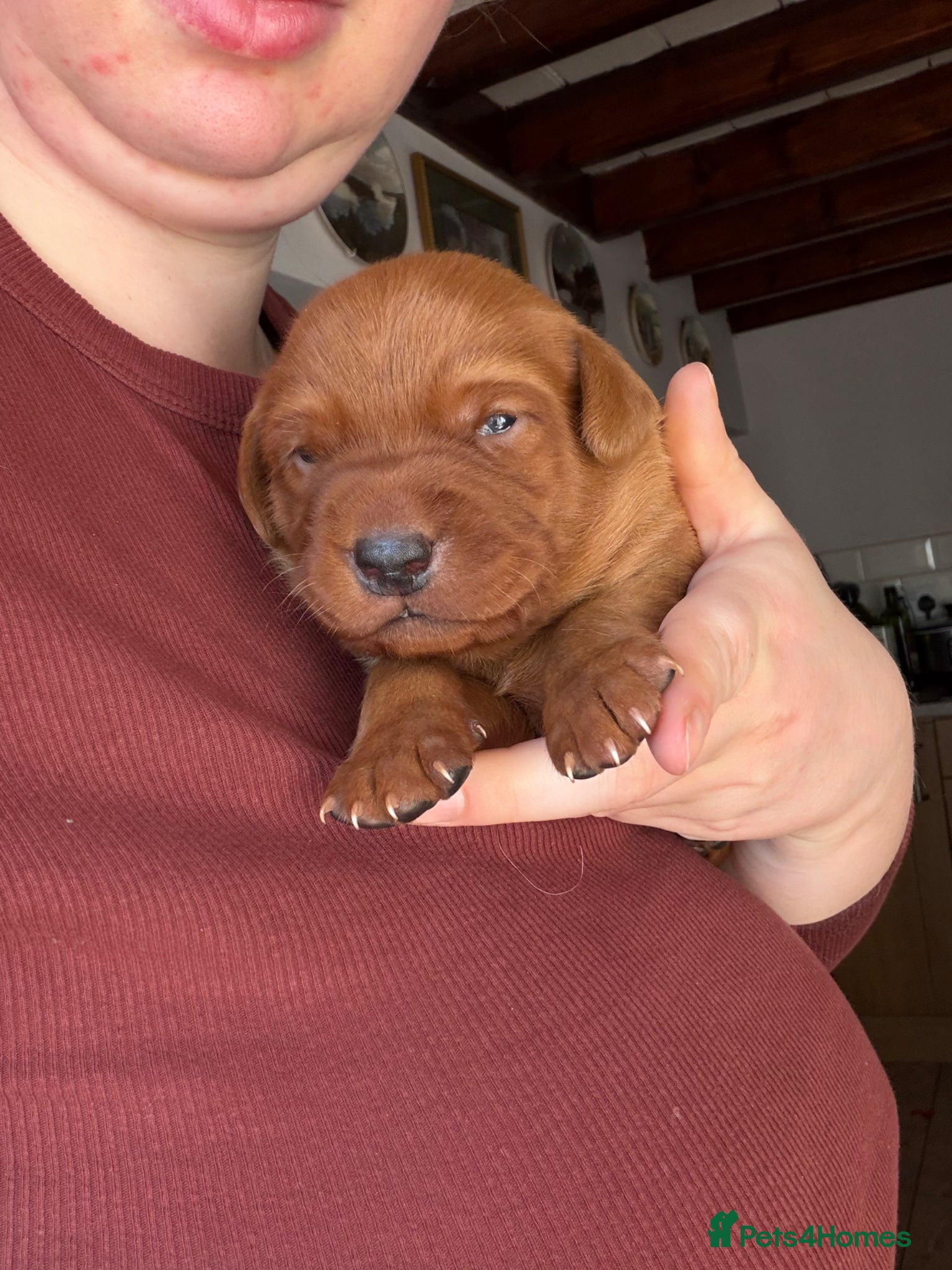 Labrador Retriever dogs KC Health Tested Fox Red Labrador Puppies - Advert 2