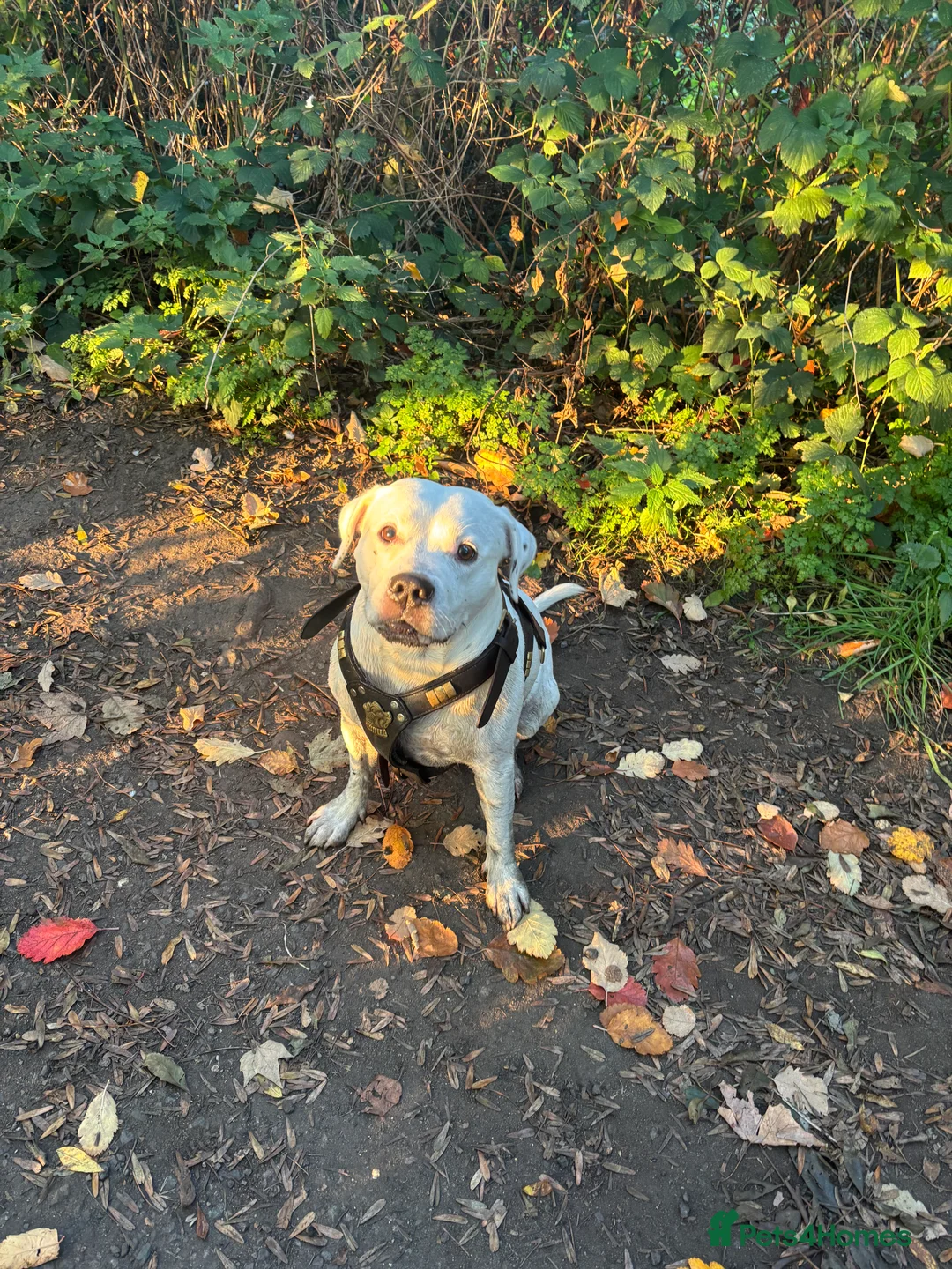 American Bulldog dogs for stud: Beautiful boy ready for stud  - Advert 2