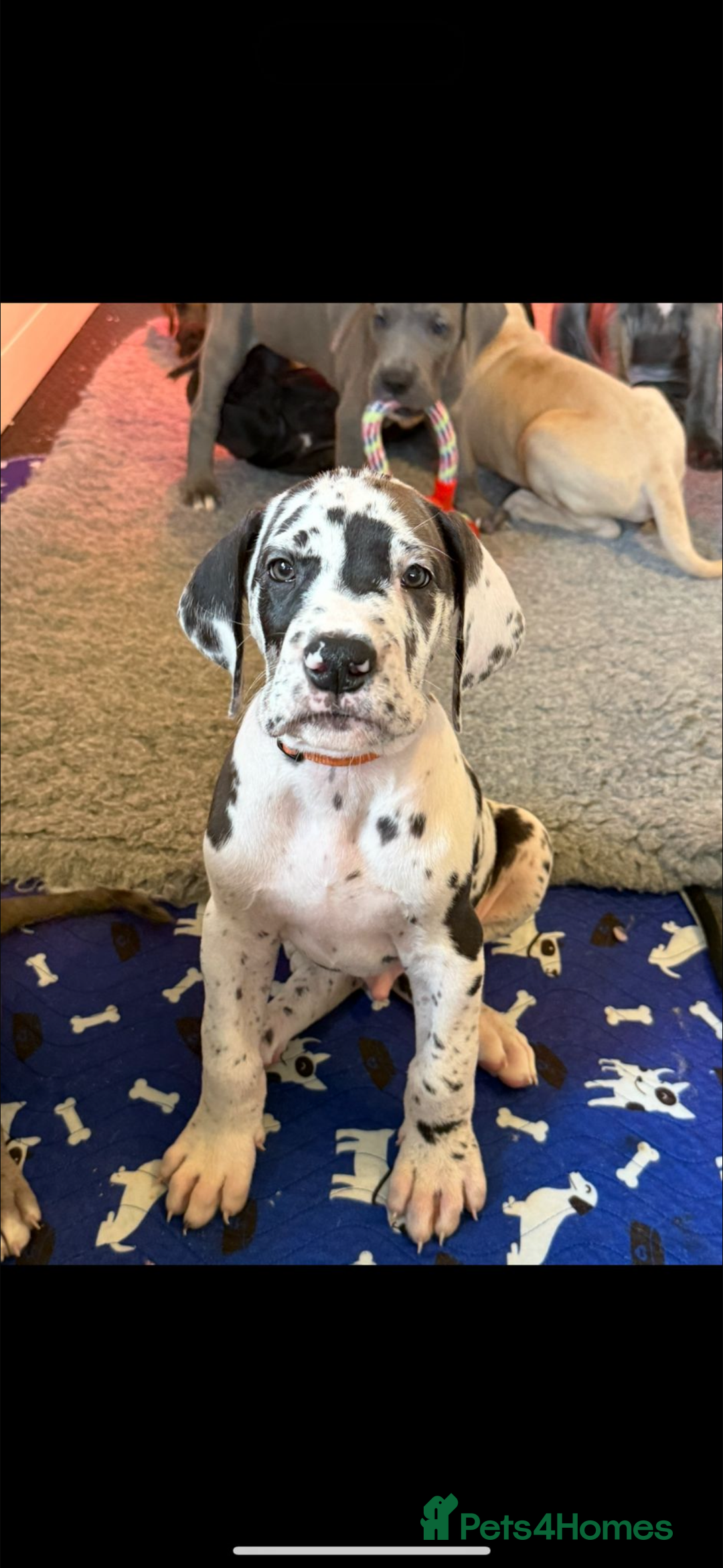 Great Dane dogs for stud: FULLY HEALTH TESTED CHAMPION LINE SOLID BLACK BOY - Advert 10