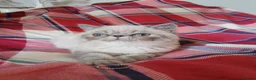 Exotic cats for sale: Blue eyed Colourpoint Persian Exotics  - Advert 9