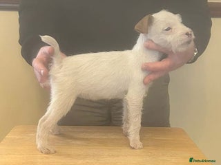 Jack Russell dogs Jack Russell puppies - Advert 7