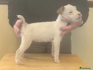 Jack Russell dogs Jack Russell puppies - Advert 16