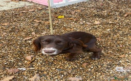 Cocker Spaniel dogs for sale: Working Cocker spaniel - Advert 1