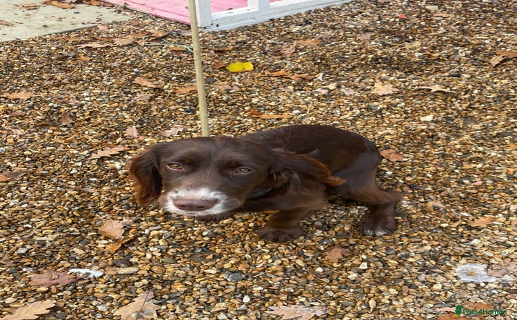 Cocker Spaniel dogs Working Cocker spaniel - Advert 2