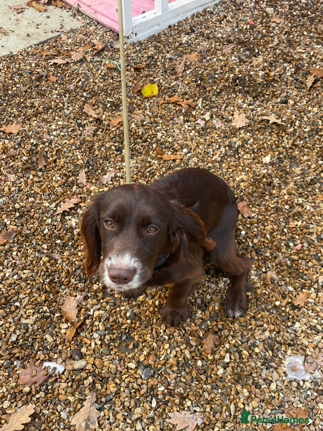 Cocker Spaniel dogs for sale: Working Cocker spaniel - Advert 1