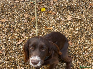 Cocker Spaniel dogs Working Cocker spaniel - Advert 1