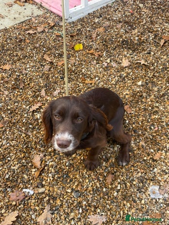 Cocker Spaniel dogs Working Cocker spaniel - Advert 2