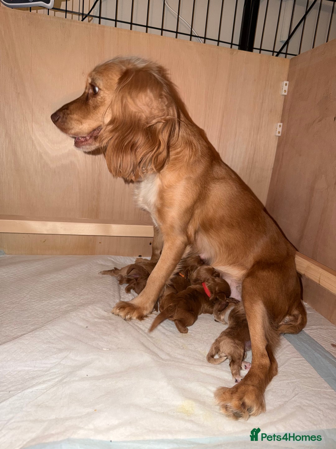 Cockapoo dogs for sale: GORGEOUS F1 TOY COCKAPOO BOY - Advert 3