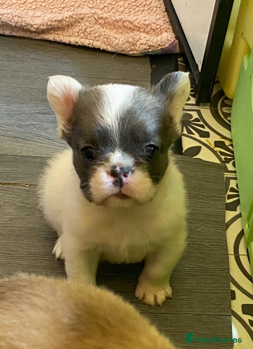 French Bulldog dogs for sale: Quality health tested/KC fluffy French bulldogs - Image 3