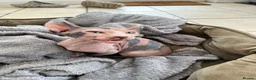 Sphynx cats for sale: Dolce the girl - Advert 9