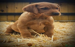 Labrador Retriever dogs for sale: Lovely litter of fox red and black Labrador pups - Image 5