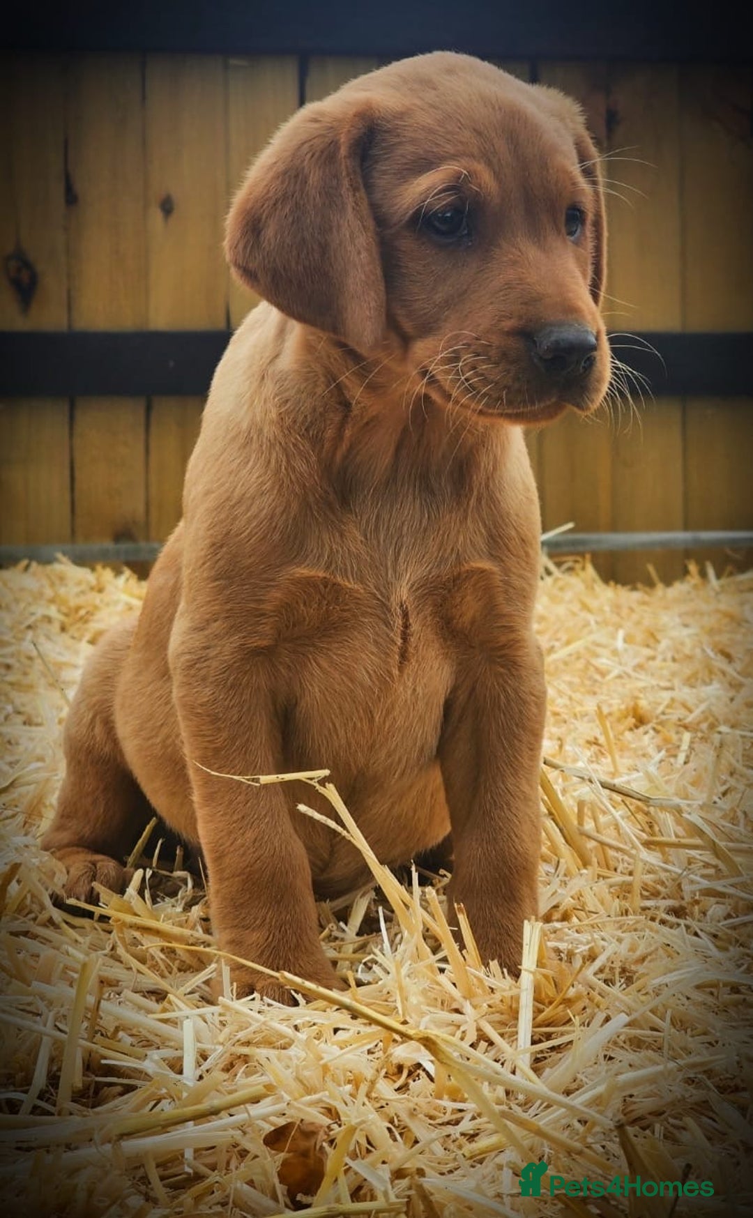 Labrador Retriever dogs for sale: Lovely litter of fox red and black Labrador pups - Image 5