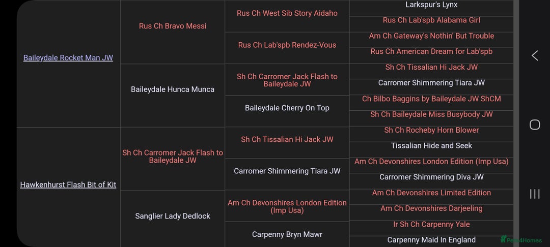 Labrador Retriever dogs for sale: Chunky show bred puppies  - Advert 4