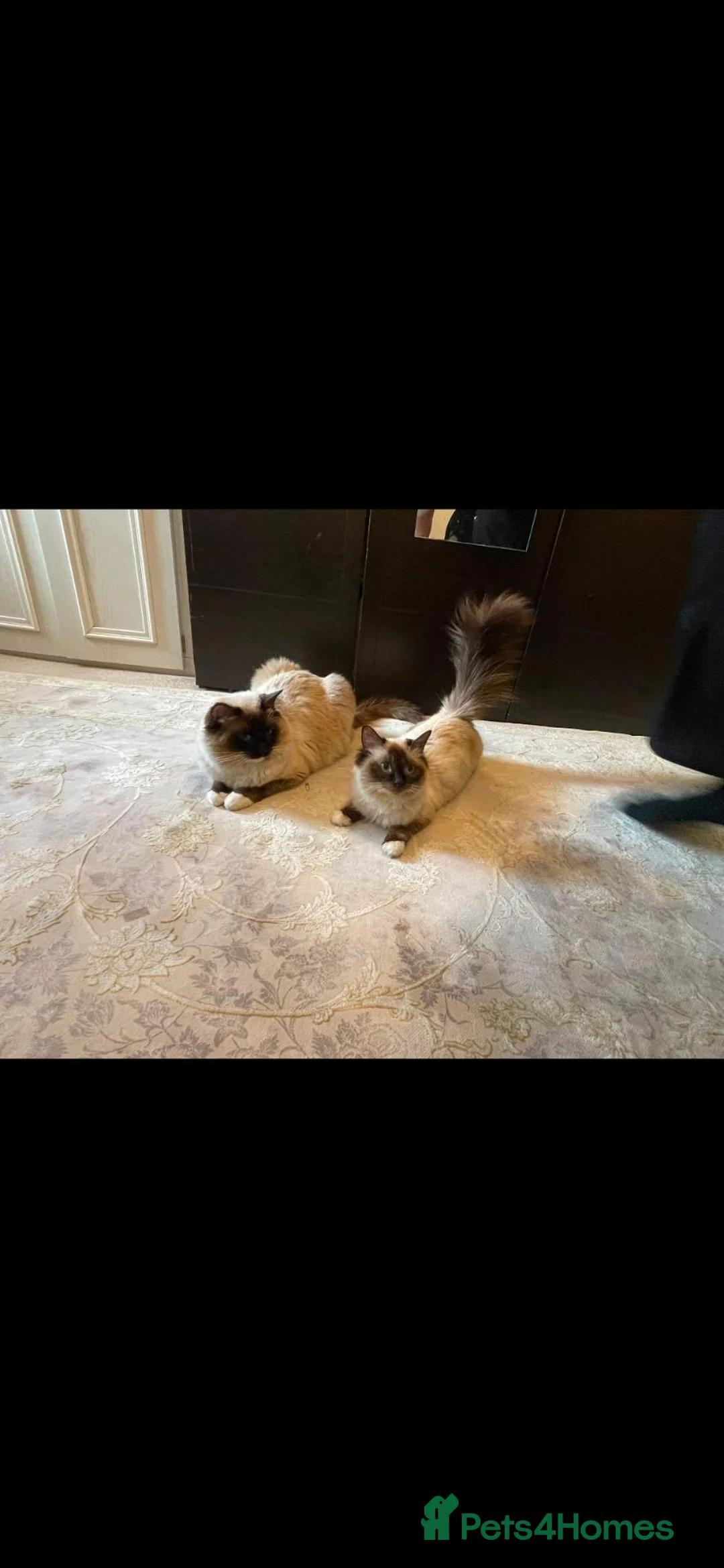 Ragdoll cats for sale: Beautiful Ragdoll KittensReady 4Their New Homes 🐾 - Advert 1