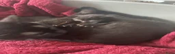Domestic Shorthair cats for sale: 4 black male kittens - Advert 5