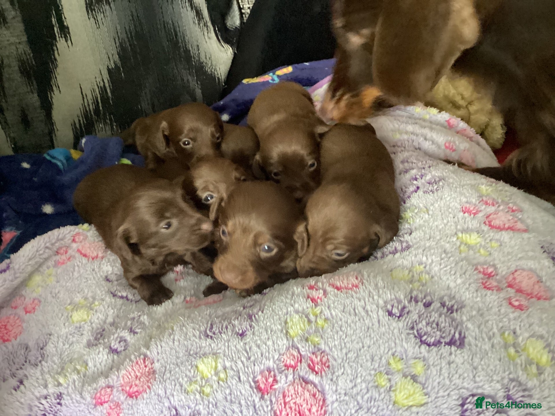Dachshund dogs Chocolate and tan dachshunds - Advert 12