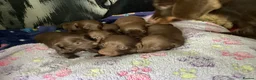 Dachshund dogs for sale: Chocolate and tan dachshunds - Advert 1