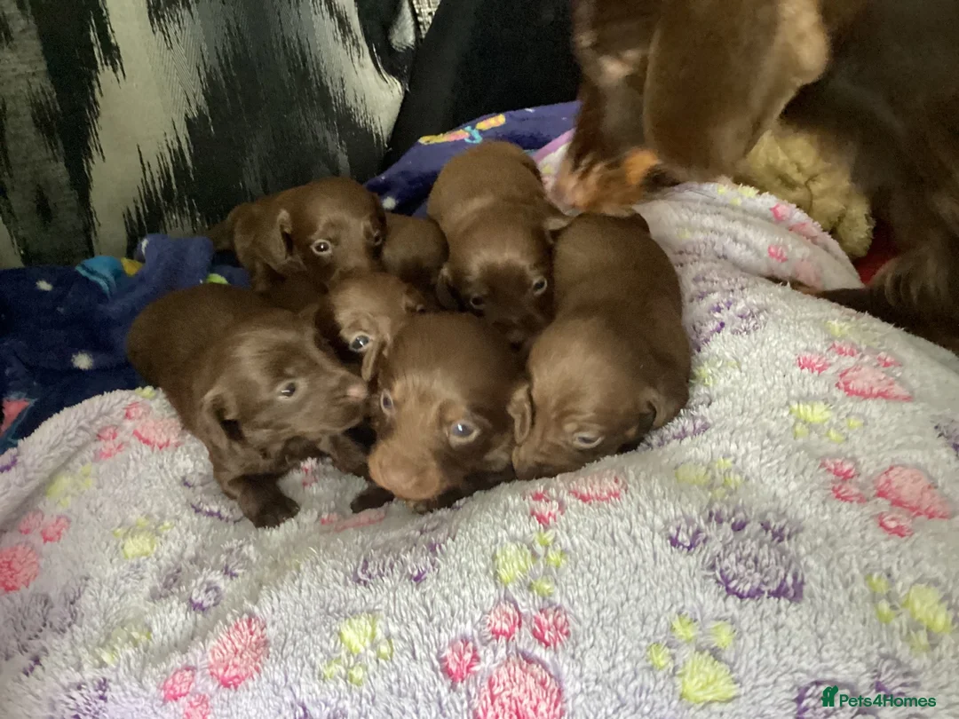 Dachshund dogs for sale: Chocolate and tan dachshunds - Advert 1