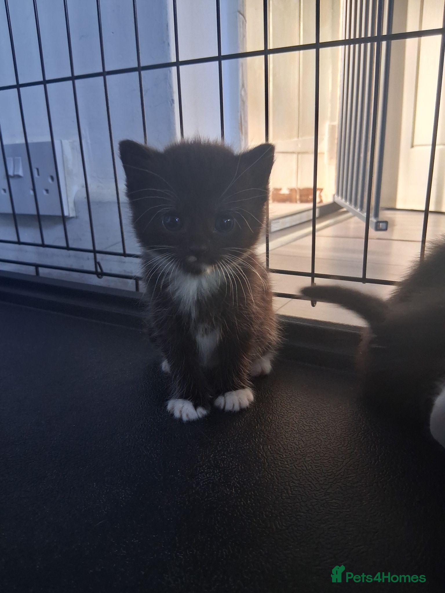 Mixed Breed cats Litter Of 5 Beautiful Kittens - Advert 9