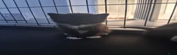 Mixed Breed cats for sale: Litter Of 5 Beautiful Kittens - Advert 1