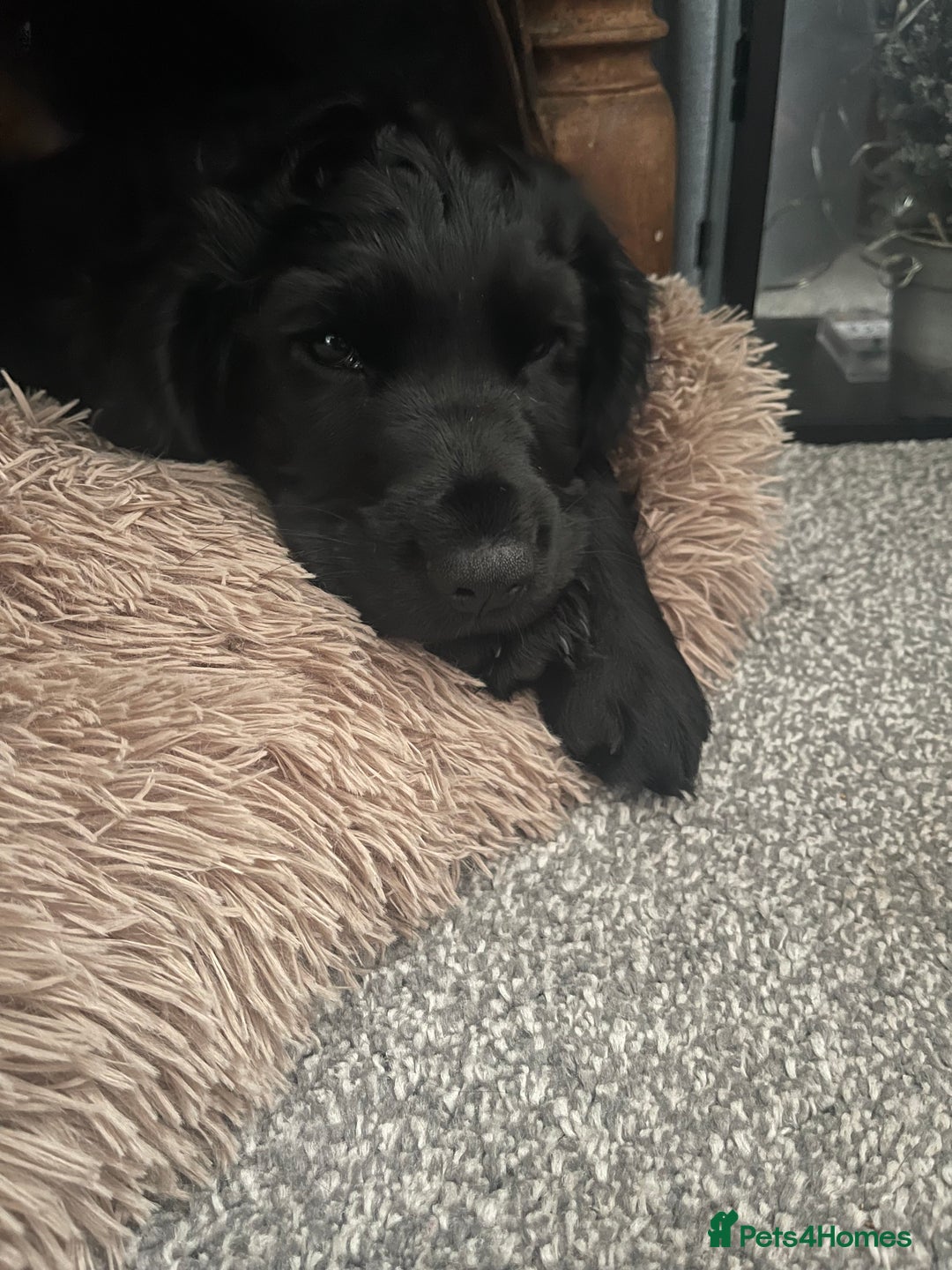 Cocker Spaniel dogs for sale: 10 week old male Cocker Spaniel  - Advert 5