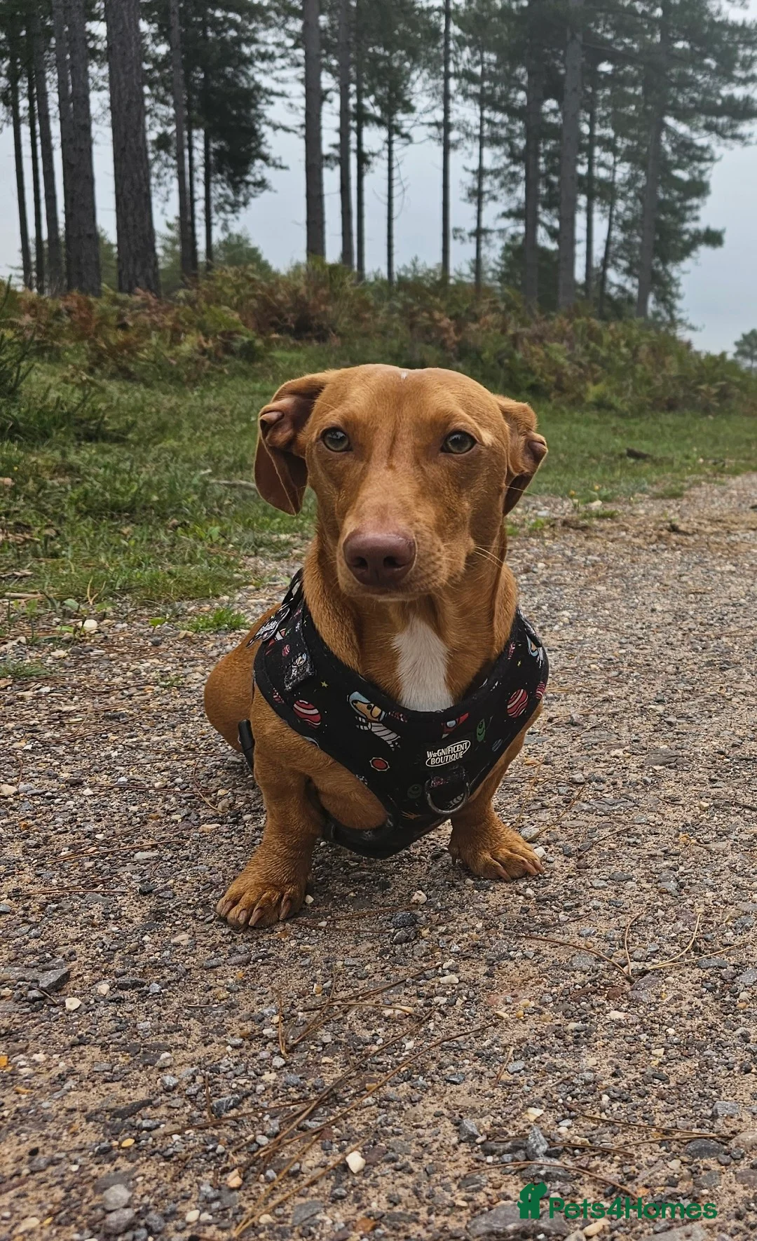 Miniature Dachshund dogs for stud: Miniature dachshund stud in Poole - Advert 4