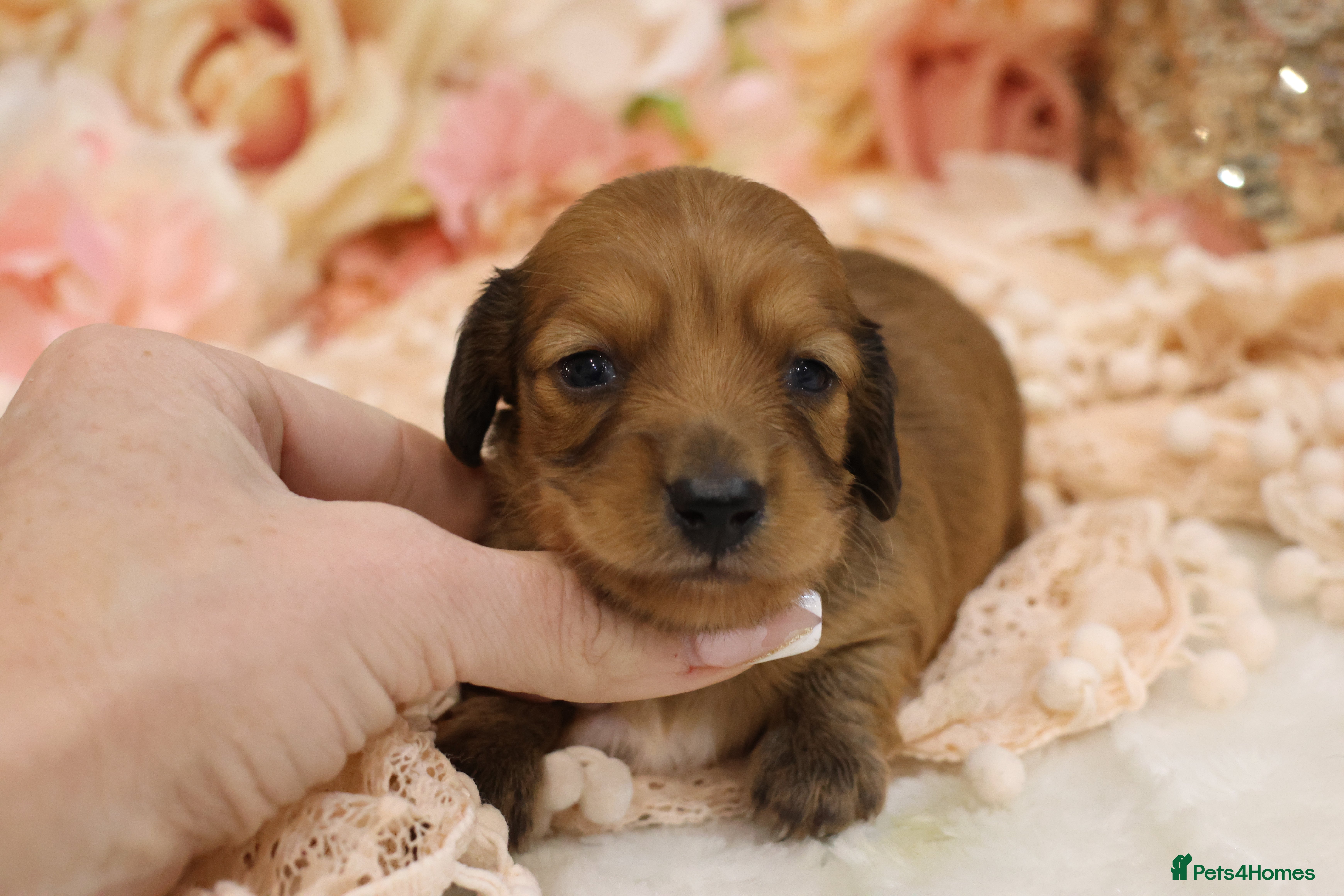Miniature Dachshund dogs KC Miniature Dachshund Longhair Puppies - Advert 6