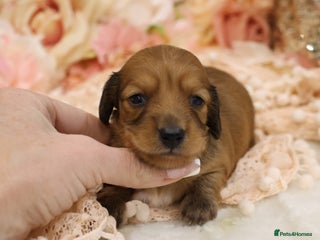 Miniature Dachshund dogs KC Miniature Dachshund Longhair Puppies - Advert 6