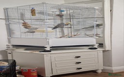 Cockatiels birds for sale: A male cockateil with a cage.NOT TAMED. - Image 5