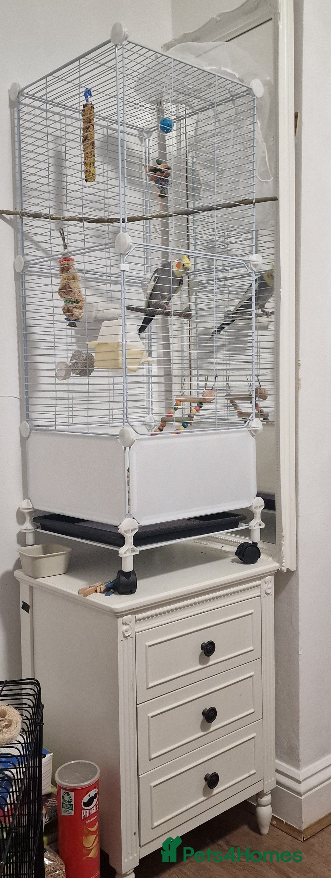 Cockatiels birds for sale: A male cockateil with a cage.NOT TAMED. - Image 5