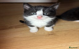 European cats for sale: Kitten  - Image 12
