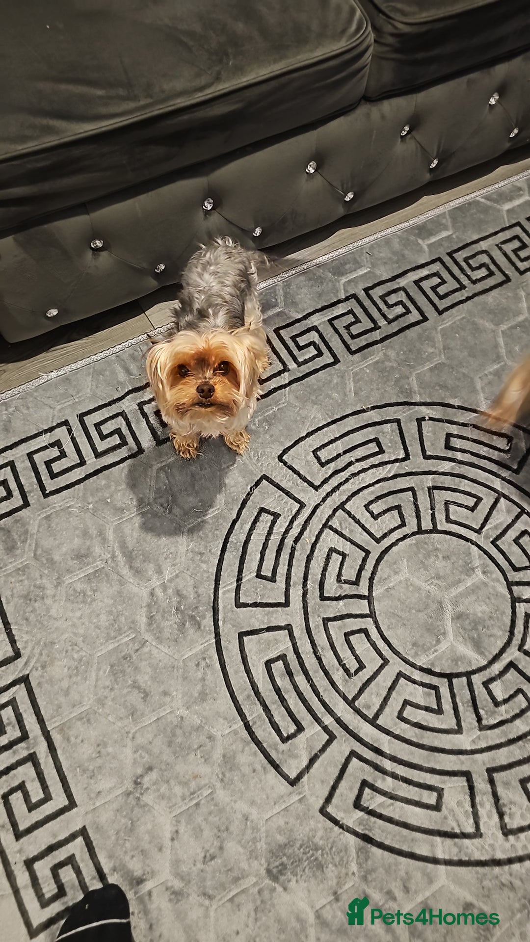 Yorkshire Terrier dogs for sale: Yorky boy - Advert 2