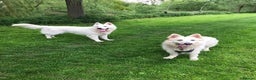 White Swiss Shepherd dogs for sale: REHOME NEEDED FOR 2 WHITE SWISS SHEPARDS  - Advert 1