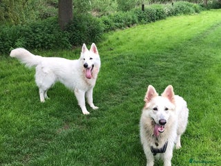 White Swiss Shepherd dogs for sale: REHOME NEEDED FOR 2 WHITE SWISS SHEPARDS - Advert 1
