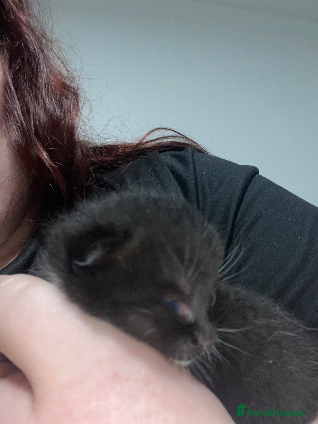 Mixed Breed cats for sale: 5 beautiful mixed breed kittens❤️ - Image 4
