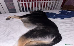 Mixed Breed dogs for adoption: Meet BENJI2 - a Lovely young Boy for a Loving Home - Image 5
