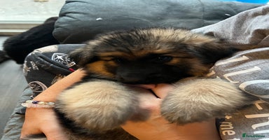 German Shepherd dogs - Advert 15