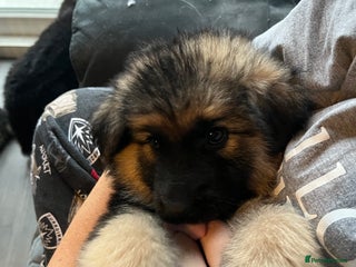German Shepherd dogs - Advert 10