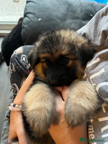 German Shepherd dogs - Advert 3